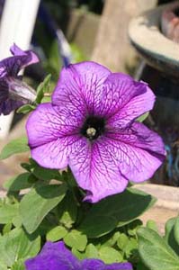 (c) copyright Donna Salverda Leeuwarden